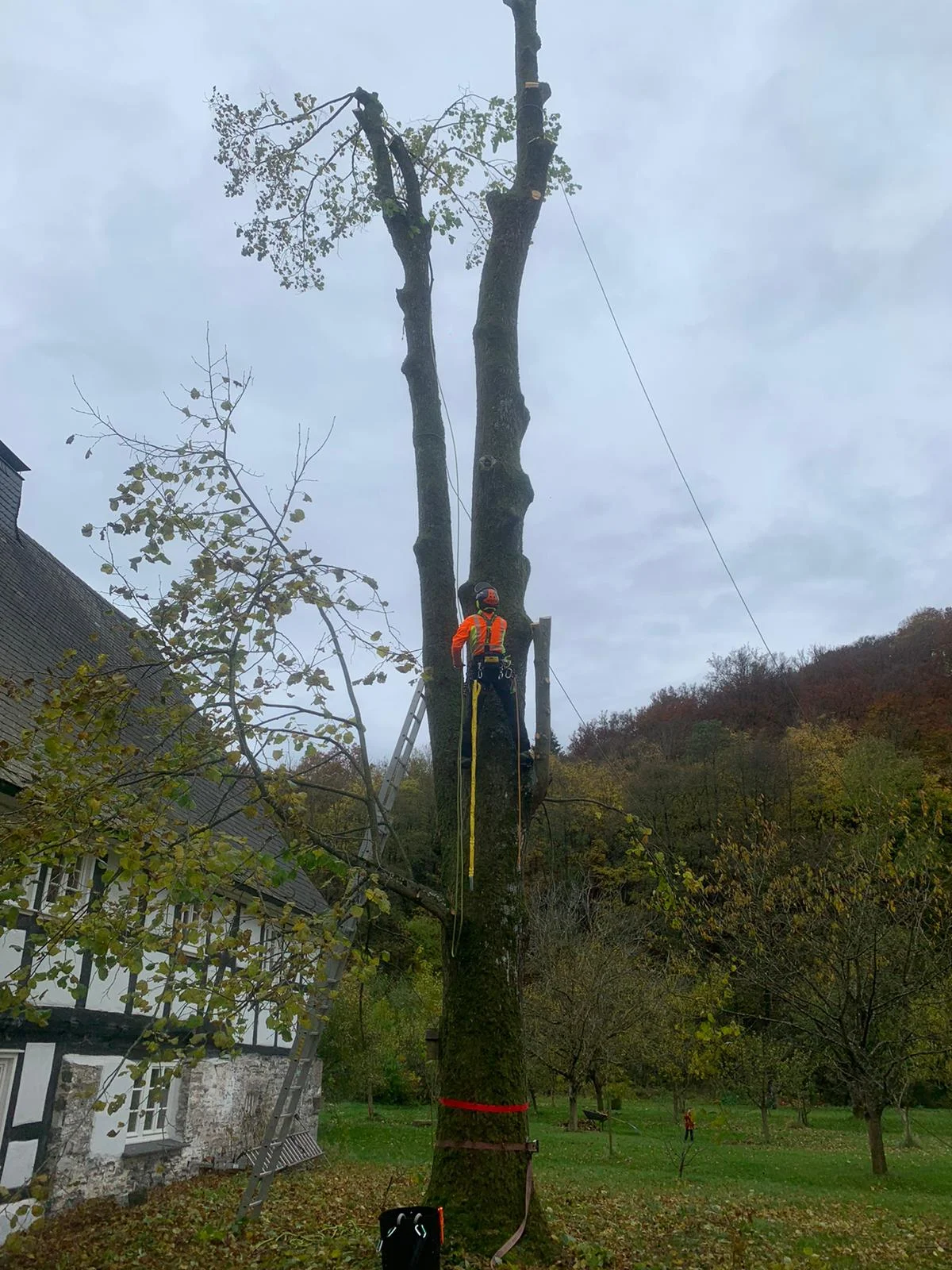 Ein Mann auf einem Baum im Wald von Forstbetrieb Schütte